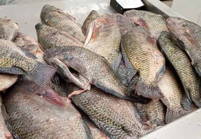 Reportan expendedores de pescados bajas ventas