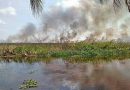 Pierden municipios 30 mil hectáreas al año por quemas