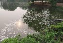 Descarta Protección ambiental de Centro, envenenamiento en mortandad de Peces en “Laguna de Las Ilusiones”