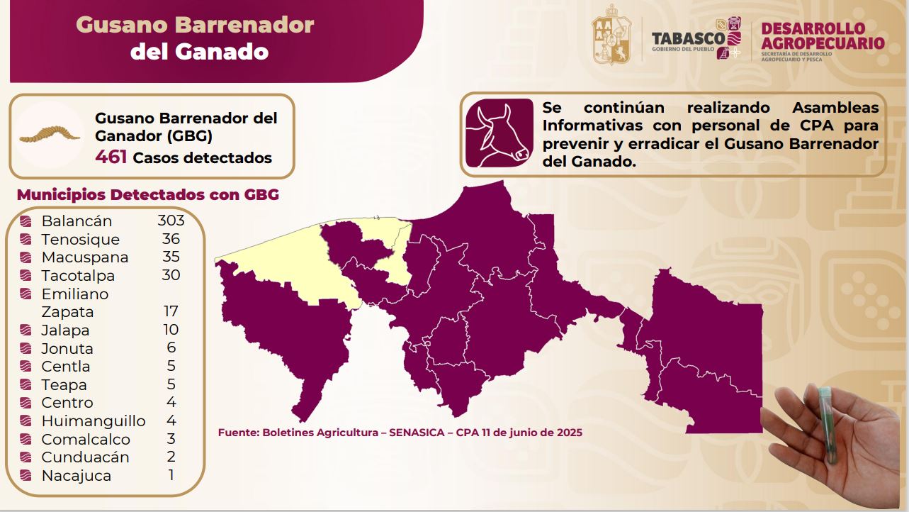 SEDAP reporta 461 casos de gusano barrenador en ganado; no hay riesgo para consumo de carne